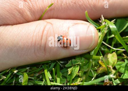Niedlicher Marienkäfer am Finger zwischen dem Gras, Marienkäfer am Finger Stockfoto