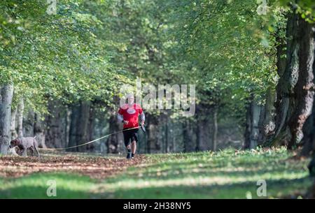 Mann läuft mit seinem Hund entlang der Lime Tree Avenue, Clumber Park, Nottinghamshire, England, Großbritannien Stockfoto