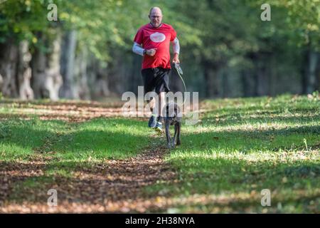 Mann läuft mit seinem Hund entlang der Lime Tree Avenue, Clumber Park, Nottinghamshire, England, Großbritannien Stockfoto