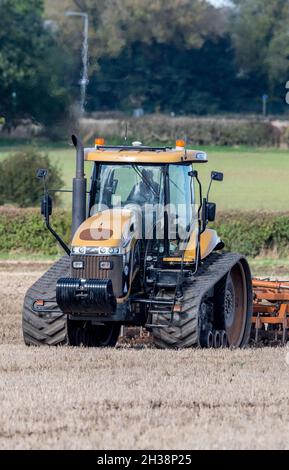 Landwirt, der einen Challenger Agricultural Raupentraktor verwendet und eine 5,5 m Cultipress über ein Feld zieht. Stockfoto