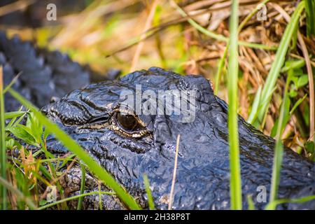Eine große amerikanische Alligator in den Everglades National Park, Florida Stockfoto