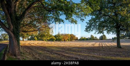 Kultiviertes Feld mit Laubbäumen in ihrer Herbstfarbe bepflanzt. Stockfoto