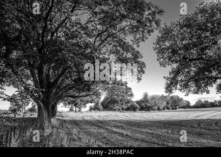 Kultiviertes Feld mit Laubbäumen in ihrer Herbstfarbe bepflanzt. Stockfoto