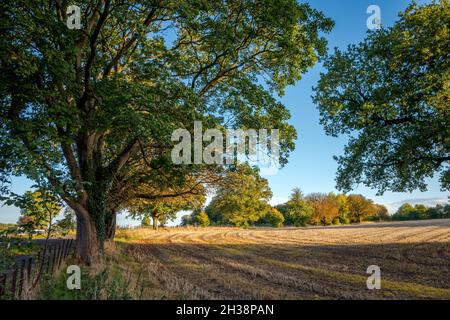 Kultiviertes Feld mit Laubbäumen in ihrer Herbstfarbe bepflanzt. Stockfoto