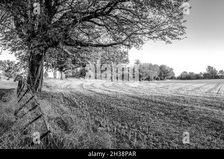 Kultiviertes Feld mit Laubbäumen in ihrer Herbstfarbe bepflanzt. Stockfoto