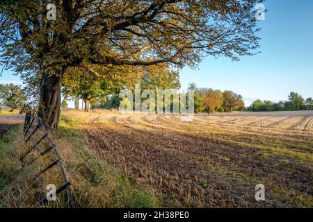 Kultiviertes Feld mit Laubbäumen in ihrer Herbstfarbe bepflanzt. Stockfoto