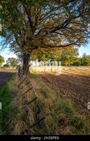 Kultiviertes Feld mit Laubbäumen in ihrer Herbstfarbe bepflanzt. Stockfoto