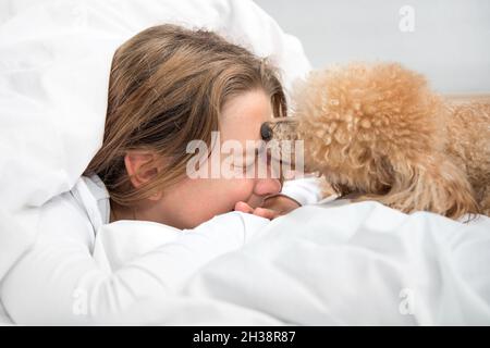 Der Hund am Morgen im Bett leckt die Herrin des Mädchens Stockfoto