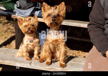 Zwei Yorkshire Terrier Hunde sitzen auf einer Bank Stockfoto