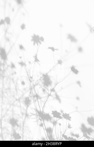 Schatten-Overlay-Effekte für das Branding. Modelle. Szenen mit natürlichem Licht. Hellgrau schattet Gras und Blumen an einer weißen Wand. Banner mit Kopierbereich Stockfoto