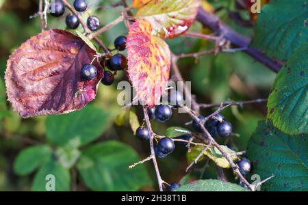 Leuchtend rote Herbstblätter und dunkle Beeren auf einem schlortbusch (Prunus spinosa), der wild auf der Salisbury Plain, Wiltshire, wächst Stockfoto
