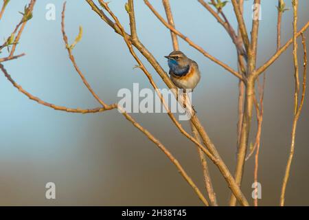 Bluethroat (Luscinia svecica) Männchen, das auf einem Zweig des Weidenweidenbaums (Salix alba) thront Stockfoto