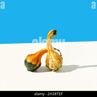 Zwei gelb-grüne Kürbisse auf beige und blauem Hintergrund. Herbstlandschaft mit blauem Himmel kreatives Konzept. Bezaubernde Erntekunst im Oktober oder November Stockfoto