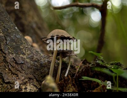 Glitzernde Inkcaps, die in einem Baum in englischen Wäldern wachsen Stockfoto