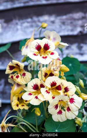 Tropeolum majus Prince Charming cremig gelb mit dunkelroten Akzenten Sommer blühenden buschig.Nasturttium ideal für Töpfe und Behälter und in Grenzen Stockfoto