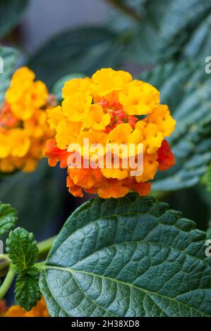 Nahaufnahme von Lantana Camara Tangerine mit orangefarbenen Blütenköpfen ein Sommer blühender Strauch, der ausdauernd immergrün und frostzart ist Stockfoto