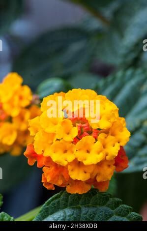 Nahaufnahme von Lantana Camara Tangerine mit orangefarbenen Blütenköpfen ein Sommer blühender Strauch, der ausdauernd immergrün und frostzart ist Stockfoto