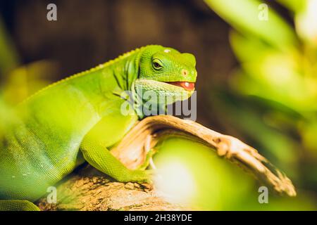 Nahaufnahme des grünen Leguans auf seinem Lebensraum an Land - Holzzweig. Schöne Eidechse im Zoo oder Terrarium. Konzept exotischer tropischer Tiere. Stockfoto