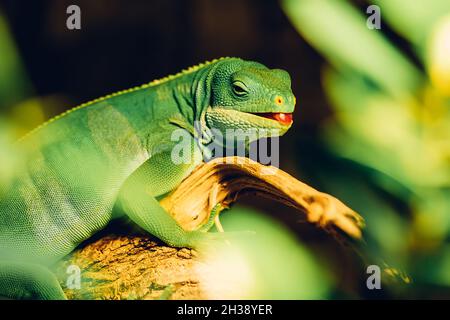 Nahaufnahme des grünen Leguans auf seinem Lebensraum an Land - Holzzweig. Schöne Eidechse im Zoo oder Terrarium. Konzept exotischer tropischer Tiere. Stockfoto