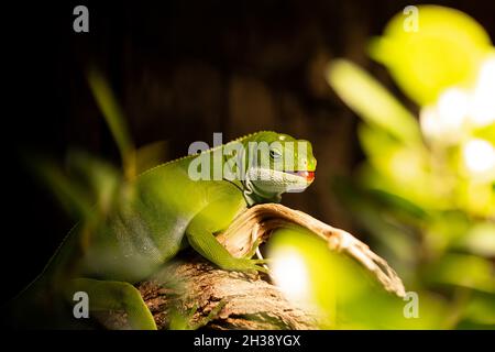 Nahaufnahme des grünen Leguans auf seinem Lebensraum an Land - Holzzweig. Schöne Eidechse im Zoo oder Terrarium. Konzept exotischer tropischer Tiere. Stockfoto