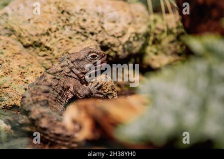 Nahaufnahme des australischen Wasserdrachens an seinem Lebensraum an Land. Wunderschöne Tuatara im Zoo oder Terrarium. Konzept exotischer tropischer Tiere. Stockfoto