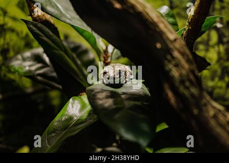 Nahaufnahme des australischen Baumfrosches in seinem Lebensraum auf einem Ast. Schöne Amphibienarten. Konzept exotischer tropischer Tiere. Stockfoto