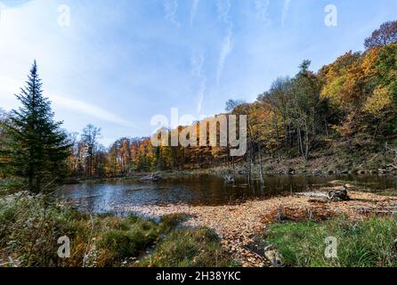 Eine Biberfamilie baute aus alten Zweigen ein Haus an einem Waldsee Stockfoto