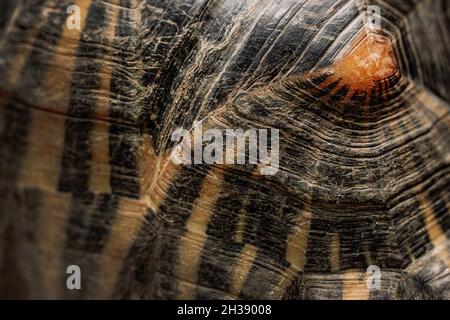 Nahaufnahme der Textur der ausgestrahlten Schildkrötenschale. Schöne Schildkröte - seltene Arten, Madagaskar endemisch. Makrokarapace. Konzept exotischer tropischer Tiere. Stockfoto