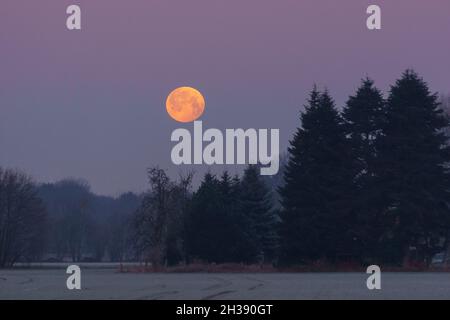 Schöner Vollmond über kaltem Feld mit Reif an einem rosa Morgenhimmel, Münsterland, Deutschland Stockfoto