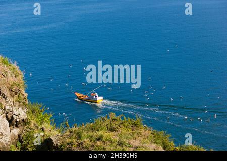 Kleines Fischerboot, umgeben von Möwen nahe der Küste, das zum Pier in Niebla, Südchile, fährt Stockfoto