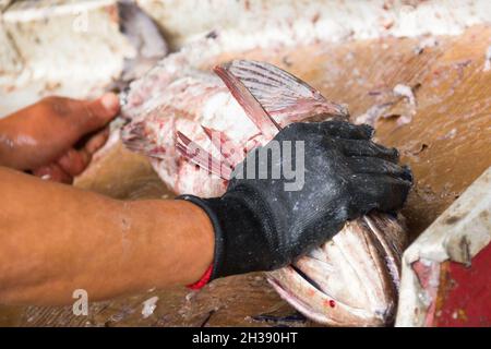 Die Hände des Fischhändels sind mit Handschuhen überzogen und haben große Fische auf dem Angelmo Bay Markt in Puerto Montt, Chile, gegossen Stockfoto