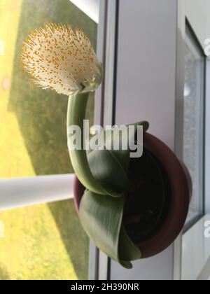 Elefantenohr Haemanthus albiflos Pflanze Stockfoto