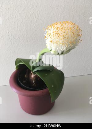 Elefantenohr Haemanthus albiflos Pflanze sieht aus wie eine Spülbürste Stockfoto