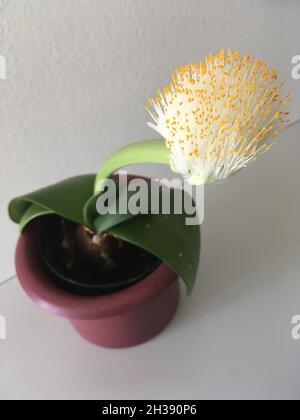 Elefantenohr Haemanthus albiflos Pflanze sieht aus wie eine Spülbürste Stockfoto