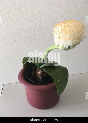 Elefantenohr Haemanthus albiflos Pflanze Stockfoto