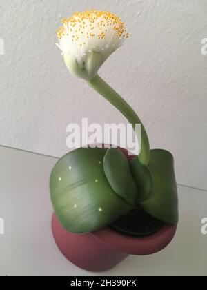 Elefantenohr Haemanthus albiflos Pflanze Stockfoto