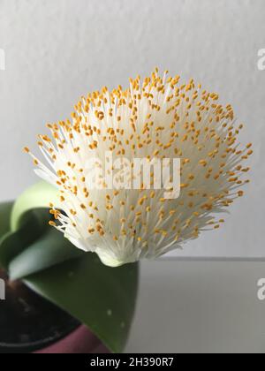 Elefantenohr Haemanthus albiflos Pflanze sieht aus wie eine Spülbürste Stockfoto