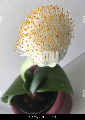 Elefantenohr Haemanthus albiflos Pflanze Stockfoto