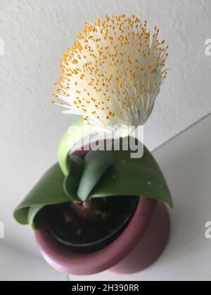 Elefantenohr Haemanthus albiflos Pflanze sieht aus wie eine Spülbürste Stockfoto