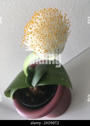 Elefantenohr Haemanthus albiflos Pflanze Stockfoto