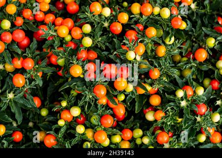 Solanum Pseudocapsicum oder Winterkirsche oder Jerusalemer Kirsche, Zierpflanze für Weihnachten mit leuchtend roten Beeren Stockfoto