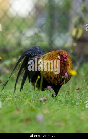 Vertikale Nahaufnahme eines bunten Hahns auf dem Feld mit frischem, grünem Gras Stockfoto