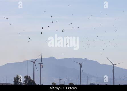 Ciconia ciconia ist Teil einer sehr großen Gruppe von Weißstörchen, die im Herbst nach Süden zieht und über einen Windpark in Südspanien fliegt. Stockfoto