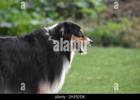 Nahaufnahme eines entzückenden, rauhen Collie-Hundes in einem Garten bei Tageslicht Stockfoto