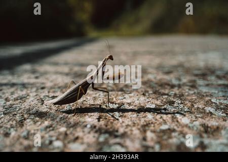 Nahaufnahme einer europäischen Gottesanbeterin am Boden. Stockfoto