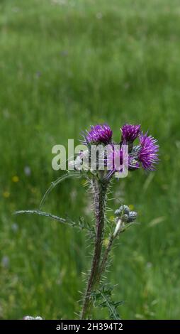 Marschdistel, Cirsium palustre Stockfoto