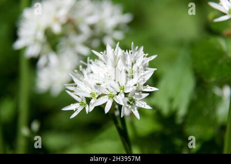Der Bärlauch ist mit Schnittlauch, Zwiebeln und Knoblauch verwandt Stockfoto
