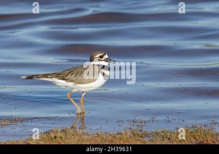 Killdeer, Charadrius vociferus, am Seeufer Stockfoto