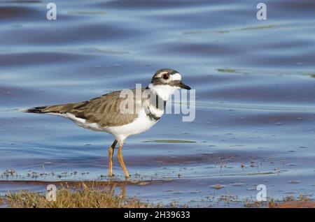 Killdeer, Charadrius vociferus, am Seeufer Stockfoto