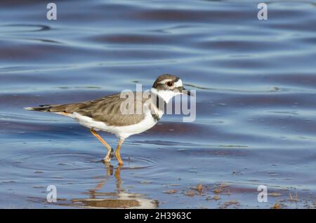 Killdeer, Charadrius vociferus, am Seeufer Stockfoto